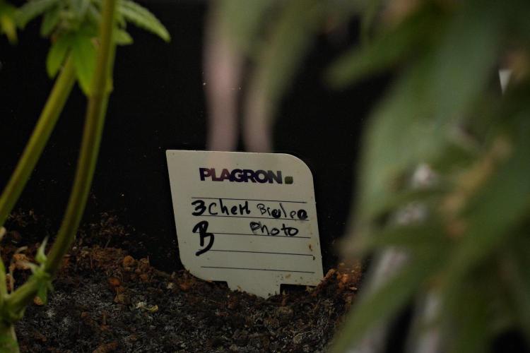 Pheno B Chem Brulee By Zamnesia. Week 14 - Pheno B Chem Brulee 