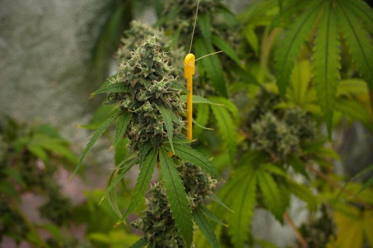 Pheno B Chem Brulee By Zamnesia. Week 14 - Pheno B Chem Brulee 