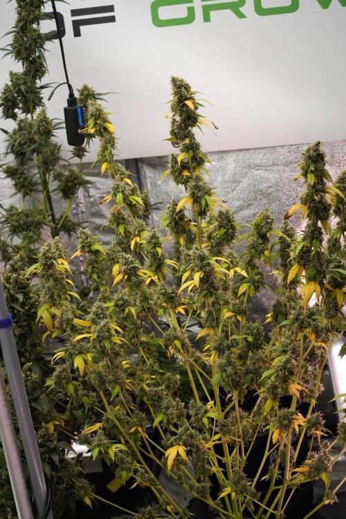 God father OG By Zamnesia Pheno A. Week 14 - God father OG Pheno A