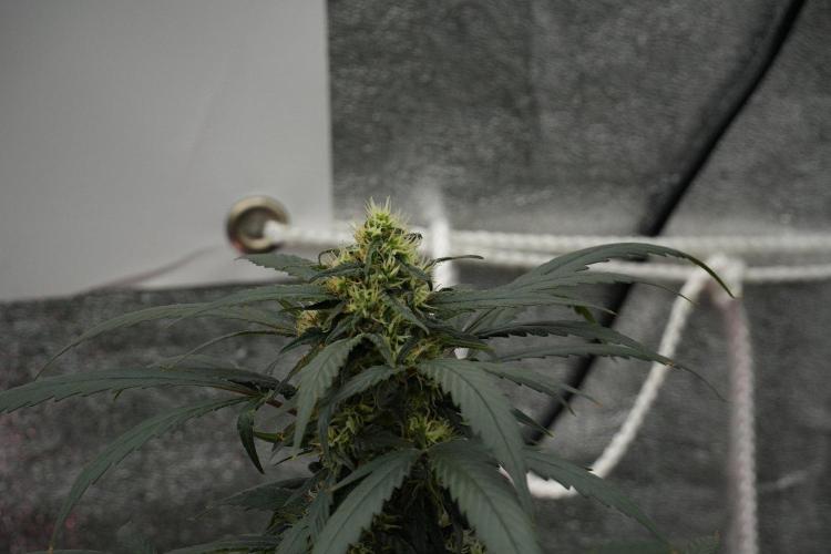Passion Fruitz By Zamnesia. Week 14 - Passion Fruitz 