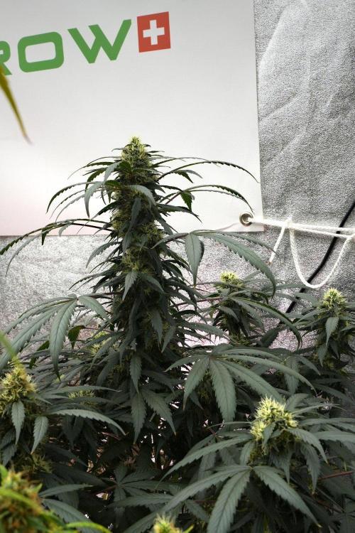 Passion Fruitz By Zamnesia. Week 14 - Passion Fruitz 
