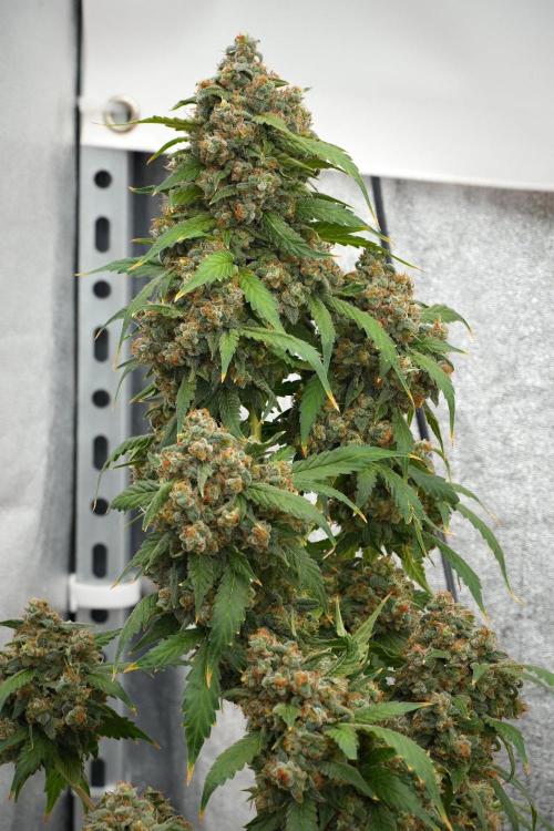 Purple Haze By Zamnesia Pheno A. Week 14 - Purple Haze  Pheno A
