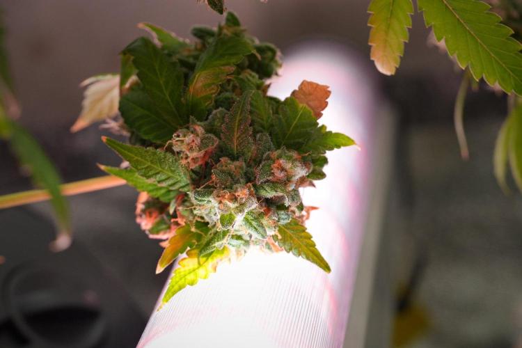 Purple Haze By Zamnesia Pheno A. Week 14 - Purple Haze  Pheno A