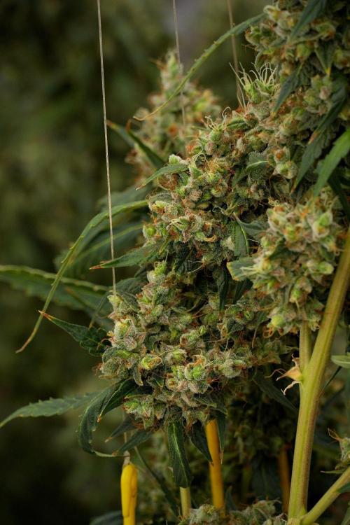 Amnesia Haze Auto by Zamnesia Pheno A. Week 14 - Amnesia Haze Auto  Pheno A
