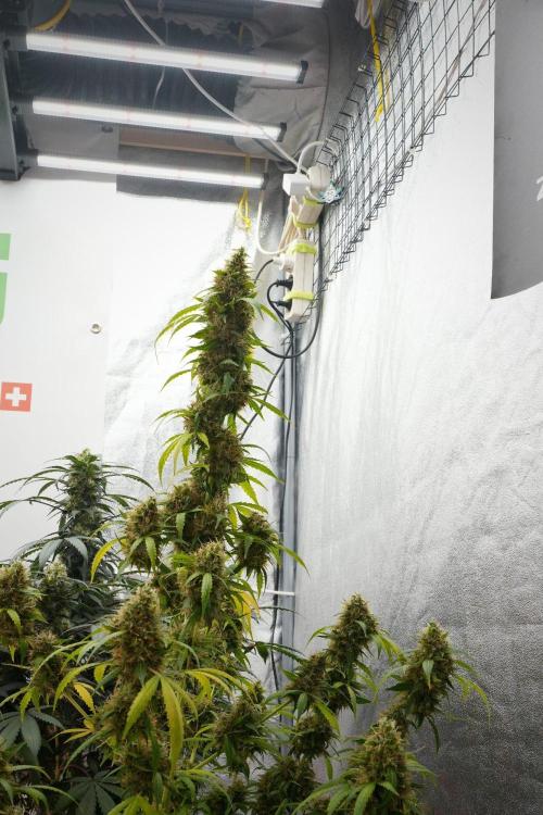 Pheno B Amnesia Haze Auto by Zamnesia. Week 14 - Pheno B Amnesia Haze Auto