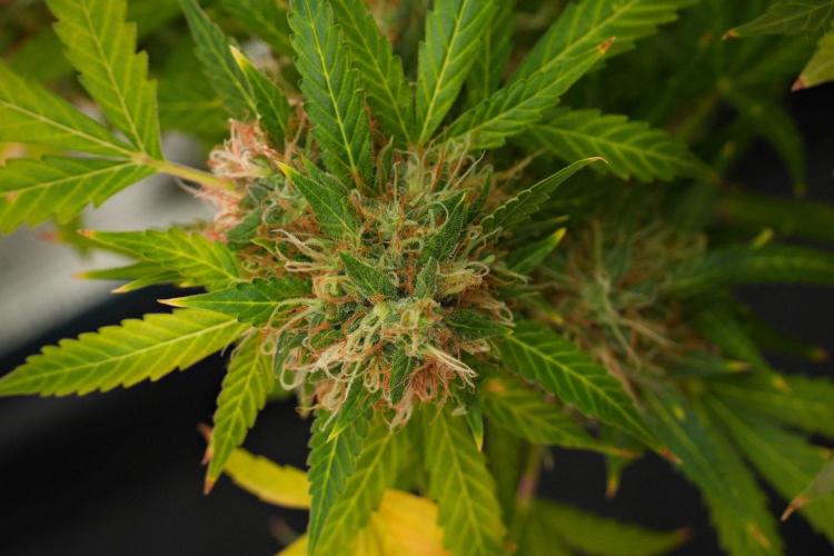 Pheno B Amnesia Haze Auto by Zamnesia. Week 14 - Pheno B Amnesia Haze Auto