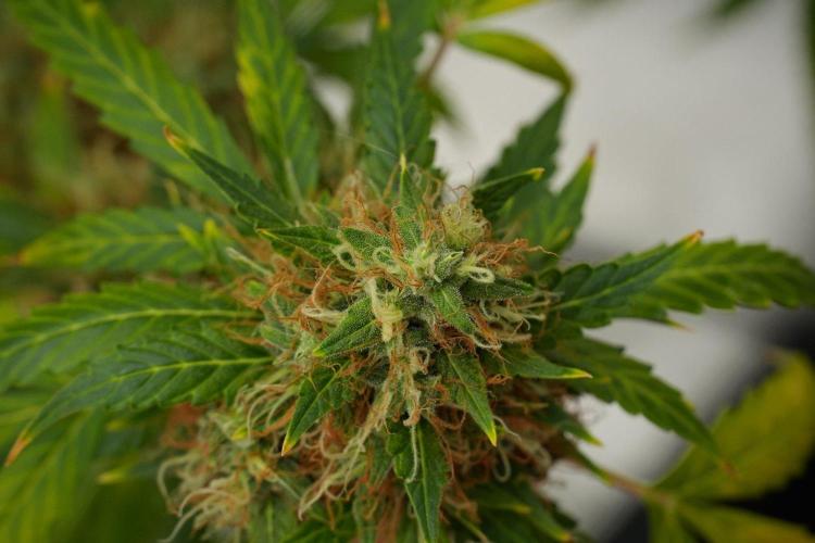 Pheno B Amnesia Haze Auto by Zamnesia. Week 14 - Pheno B Amnesia Haze Auto