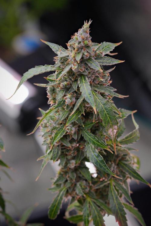Black Diamond Auto By Zamnesia Pheno A. Week 14 - Black Diamont auto A