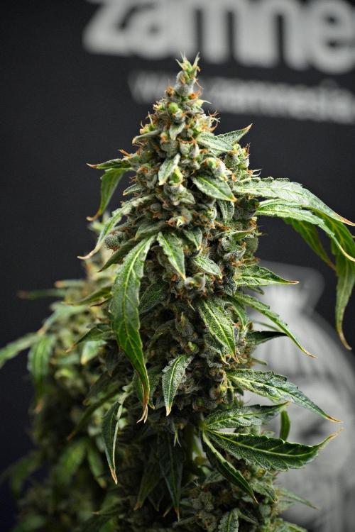 Black Diamond Auto By Zamnesia Pheno A. Week 14 - Black Diamont auto A