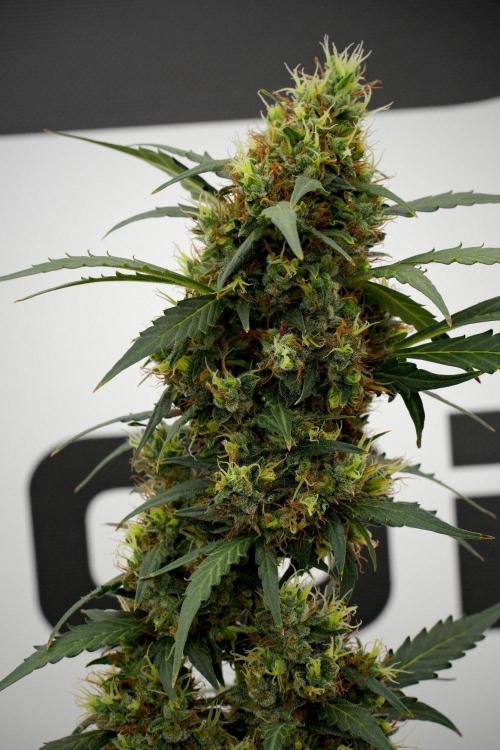 Candy Rain Auto By Zamnesia. Week 14 - Candy Rain Auto