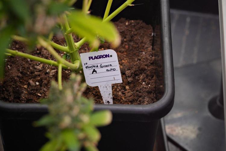 Frosted Guava Auto By Zamnesia Pheno A. Week 14 - Frosted Guava Auto A  last day in the tent 