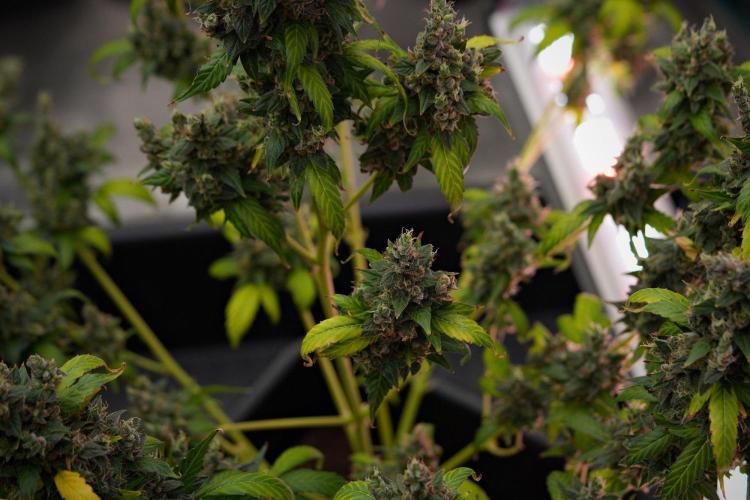 Frosted Guava Auto By Zamnesia Pheno A. Week 14 - Frosted Guava Auto A  last day in the tent 