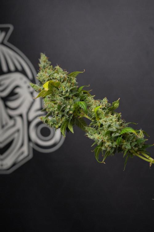 Frosted Guava Auto By Zamnesia Pheno A. Week 14 - Frosted Guava Auto A  studio time 