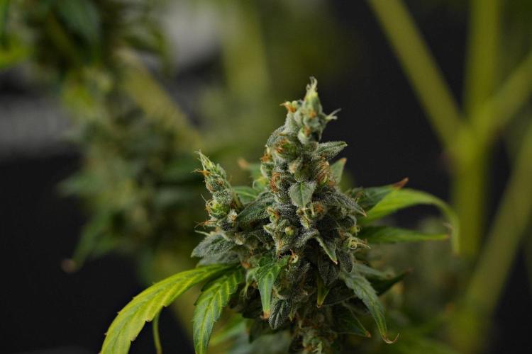 Frosted Guava Auto By Zamnesia Pheno A. Week 14 - Frosted Guava Auto A  studio time 