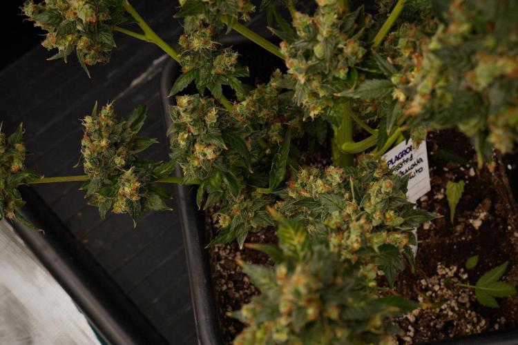 Pheno B Frosted Guava Auto By Zamnesia. Week 14 - Frosted Guava Auto B harvest day 