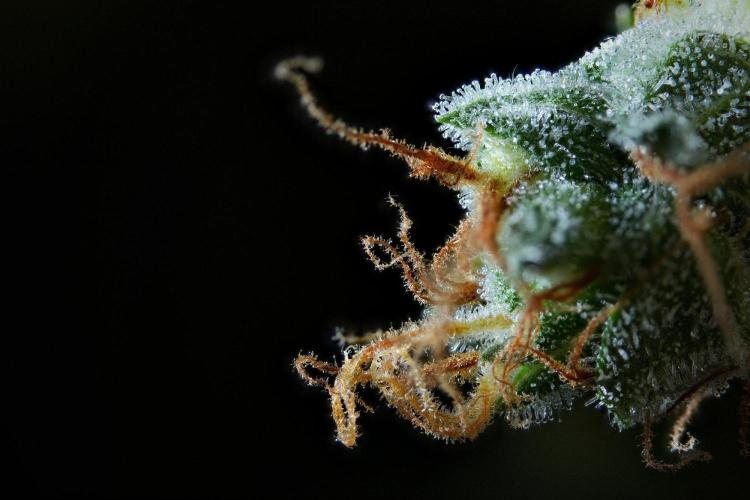 Pheno B Frosted Guava Auto By Zamnesia. Week 14 - Frosted Guava Auto B 303 stack