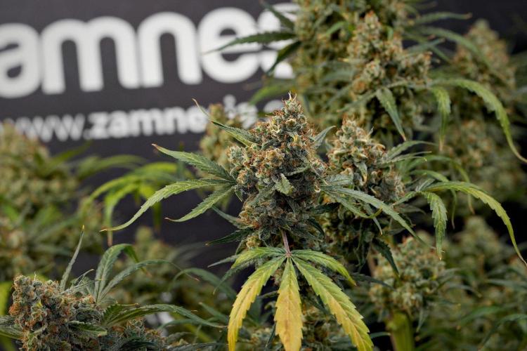 Pink Rosay Auto By Zamnesia Pheno A. Week 14 - Pink Rosay auto A harvest Day 