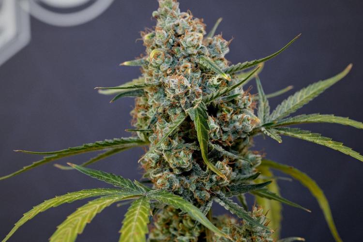 Pink Rosay Auto By Zamnesia Pheno A. Week 14 - Pink Rosay auto A harvest Day 