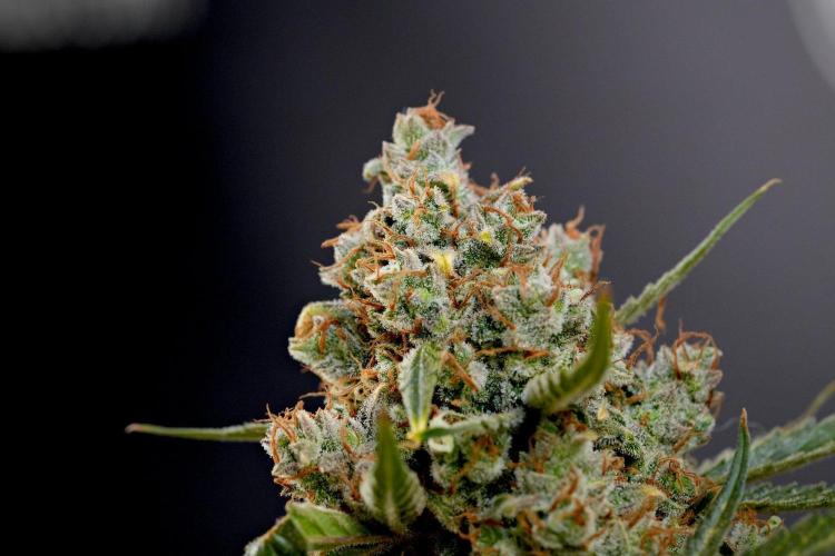 Pink Rosay Auto By Zamnesia Pheno A. Week 14 - Pink Rosay auto A harvest Day 