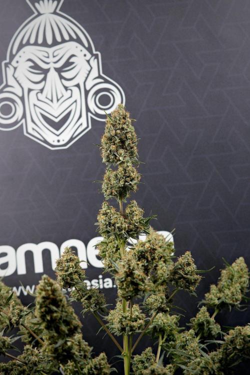 Pink Rosay Auto By Zamnesia Pheno A. Week 14 - Pink Rosay auto A harvest Day 