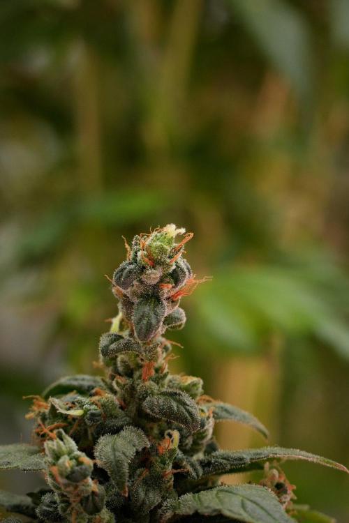 Pheno B Pink Rosay Auto By Zamnesia. Week 14 - Pheno B Pink Rosay Auto