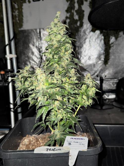 Pheno B Pink Rosay Auto By Zamnesia. Week 14 - Pheno B Pink Rosay Auto