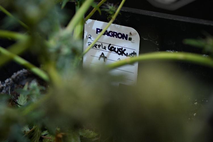 Purple CousKush Auto By Zamnesia Pheno A. Week 14 - Purple couskush A harvest and studio day 