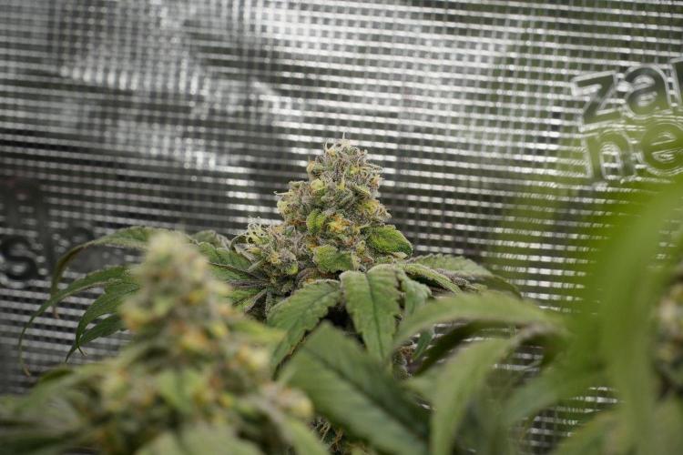 Blue Waffle F1 Zamnesia Pheno A. Week 13 - Blue Waffle F1 pheno A  