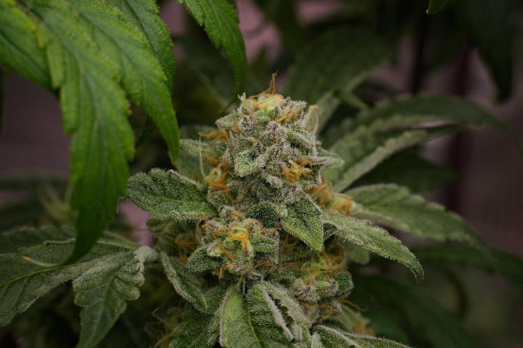 Blue Waffle F1 Zamnesia Pheno A. Week 13 - Blue Waffle F1 pheno A  