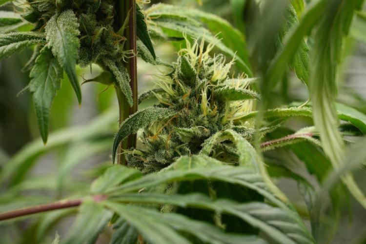 Pheno B Blue Waffle  F1 Zamnesia. Week 13 - Blue Waffle F1 pheno B