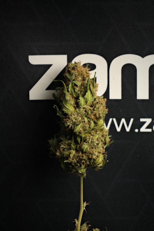 Pheno B Cash Express By Zamnesia. Week 15 - cash express  Pheno B dried as full plant and ready to trim 