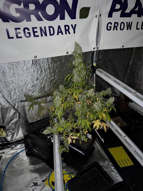 Pheno B Chem Brulee By Zamnesia. Week 15 -  Chem Brulee  auto pheno  B harvest day 