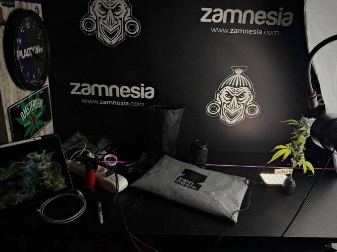 Pheno B Chem Brulee By Zamnesia. Week 15 -  Chem Brulee  auto pheno  B studio 