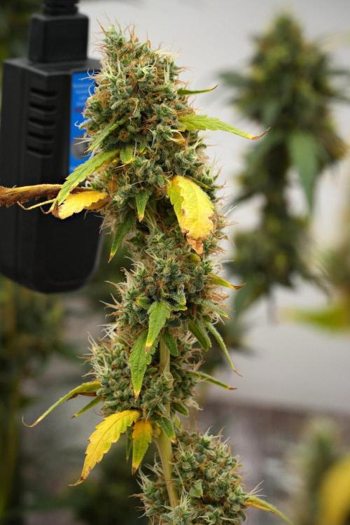 God father OG By Zamnesia Pheno A. Week 15 - Godfather OG Pheno  A Harvest Day
