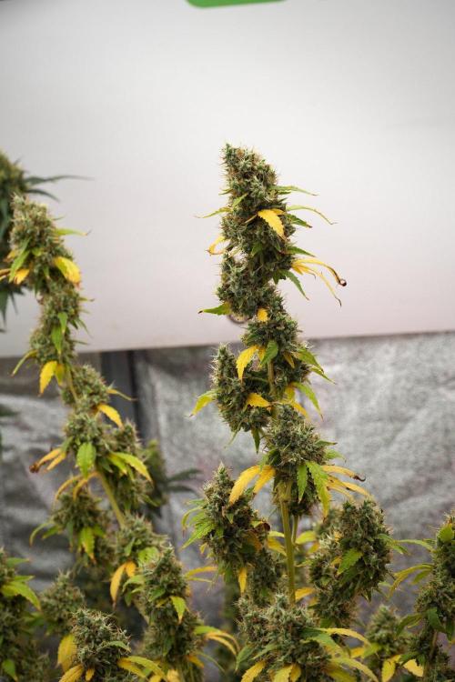 God father OG By Zamnesia Pheno A. Week 15 - Godfather OG Pheno  A Harvest Day