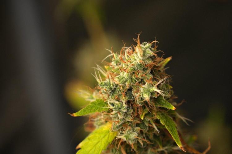 God father OG By Zamnesia Pheno A. Week 15 - Godfather OG Pheno  A Harvest Day