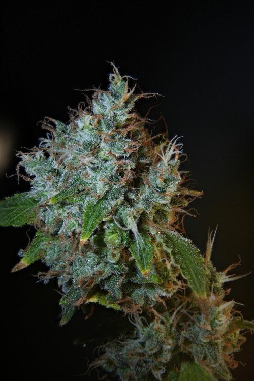 God father OG By Zamnesia Pheno A. Week 15 - Godfather og A 123 stack