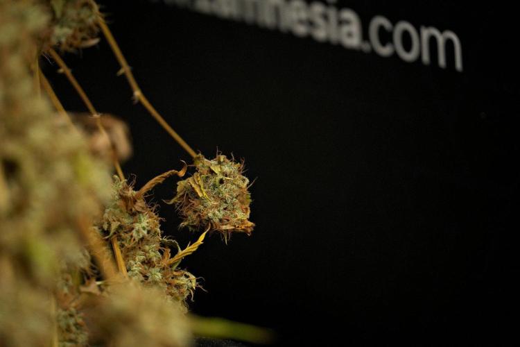 God father OG By Zamnesia Pheno A. Week 15 - Godfather OG Pheno  A Trim Day