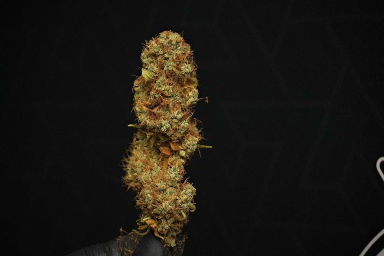 God father OG By Zamnesia Pheno A. Week 15 - Godfather OG Pheno  A Trim Day