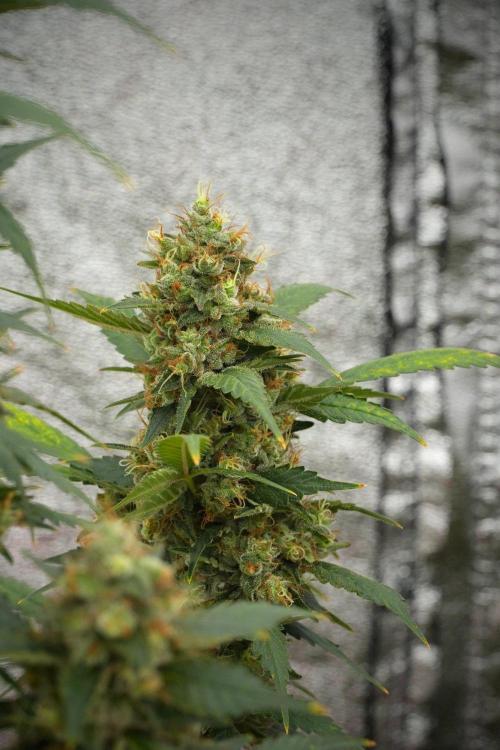 Pheno B God father OG By Zamnesia. Week 15 - Godfather OG Pheno A Harvest Day
