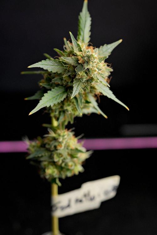 Pheno B God father OG By Zamnesia. Week 15 - Godfather OG Pheno A Harvest Day studio times
