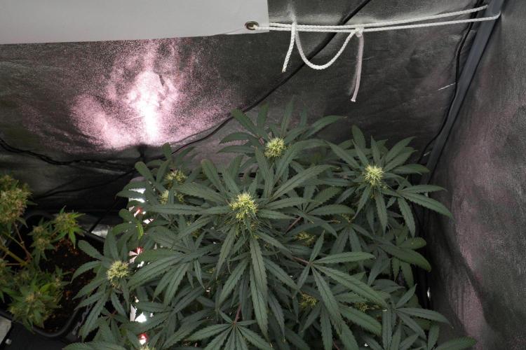 Passion Fruitz By Zamnesia. Week 15 - Passion Fruitz not ready yet