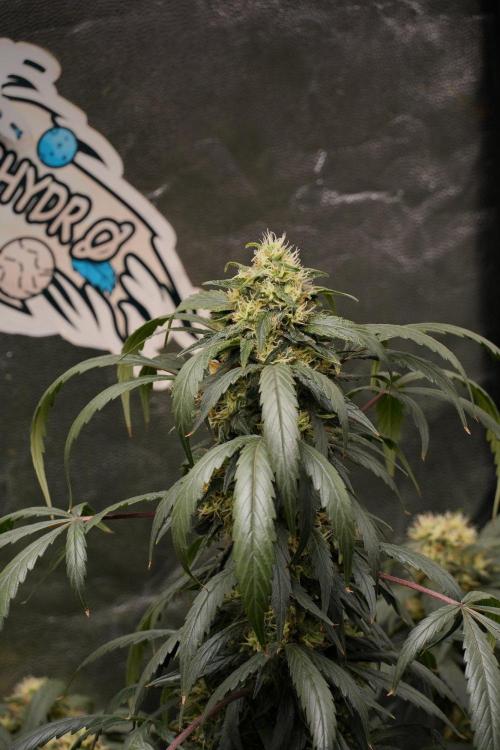 Passion Fruitz By Zamnesia. Week 15 - Passion Fruitz not ready yet
