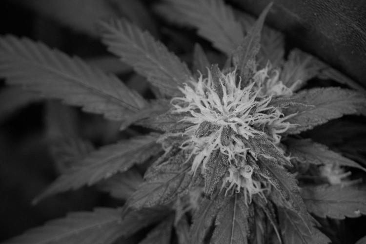 Passion Fruitz By Zamnesia. Week 15 - Passion Fruitz not ready yet