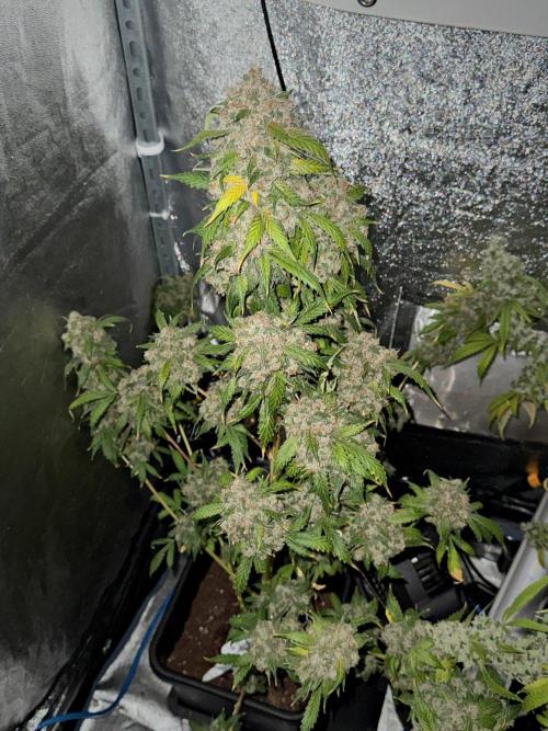 Purple Haze By Zamnesia Pheno A. Week 15 - Purple Haze auto Pheno A Harvest Day
