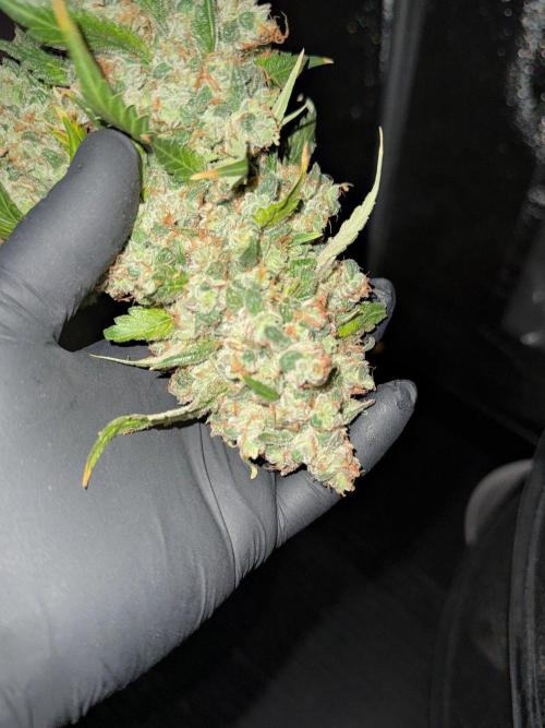 Purple Haze By Zamnesia Pheno A. Week 15 - Purple Haze auto Pheno A Harvest Day
