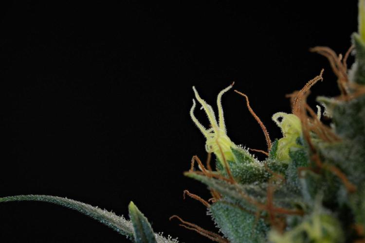 Candy Rain Auto By Zamnesia. Week 15 - Candy Rain Auto harvest day 