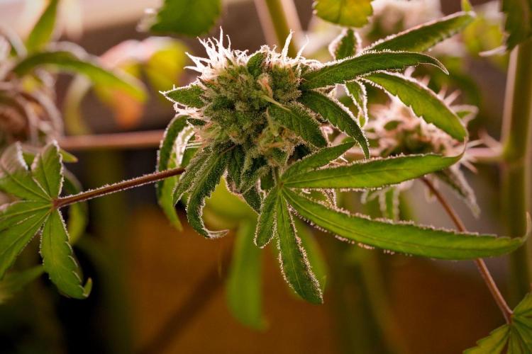 Pheno B Blue Waffle  F1 Zamnesia. Week 14 - Pheno B Blue Waffle F1 wow again 