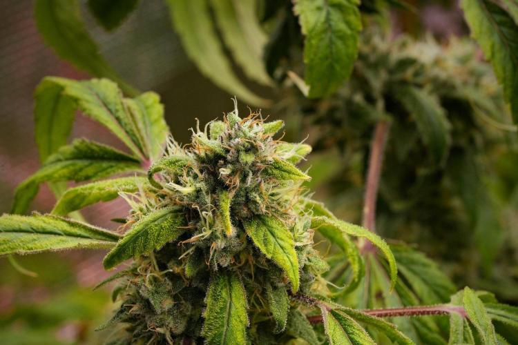 Pheno B Blue Waffle  F1 Zamnesia. Week 14 - Pheno B Blue Waffle F1 wow again 