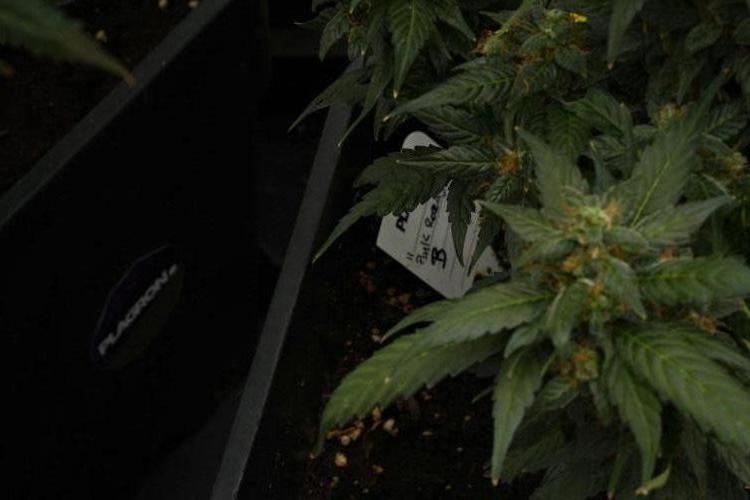 Pheno B Pink Rosay Auto By Zamnesia. Week 11 - Pheno B Pink Rosay Auto